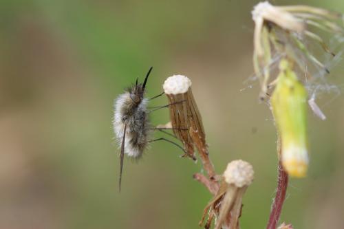 Réf. 280 666 : Bombylius trichurus